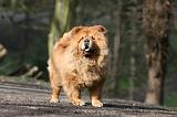 CHOW CHOW 589